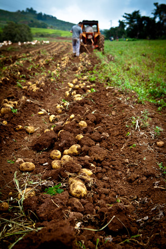 potato farm